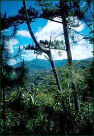 Montane forest of pines and broad-leafed trees at about 1200 m elevation in northern Luzon.  (c) Field Museum of Natural History - CC BY-NC 4.0